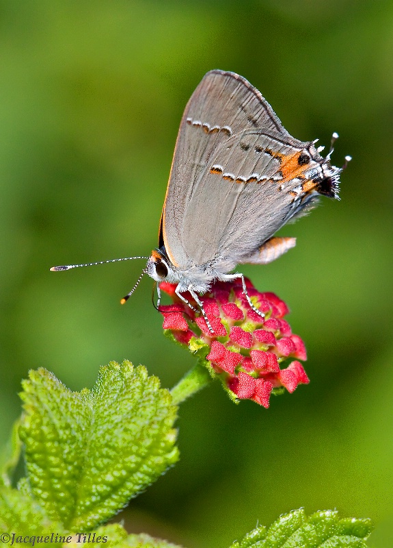 Gray Hairstreak on Red Spread Lantana