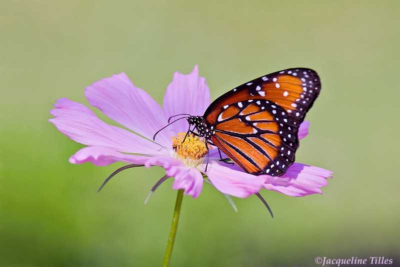 Queen Butterfly on Pink Cosmos