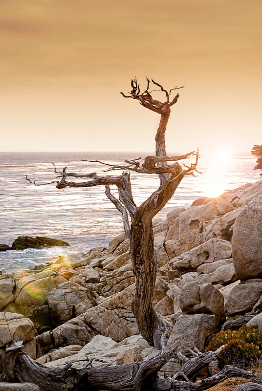 One of the "Ghost Trees" at 17 Mile Drive