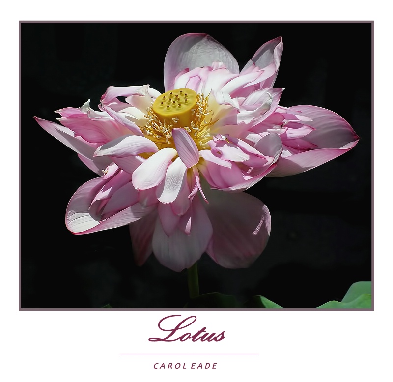 Lotus in Pink