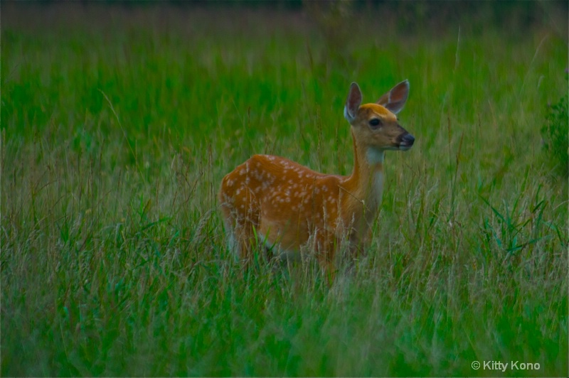 Fawn in the Grass