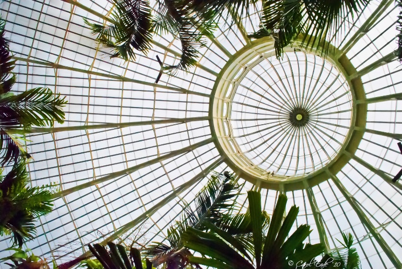 Palm Dome, Buffalo Botanical Gardens