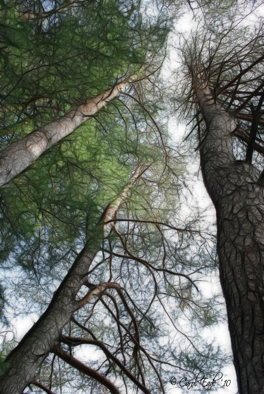 Allegany Pines
