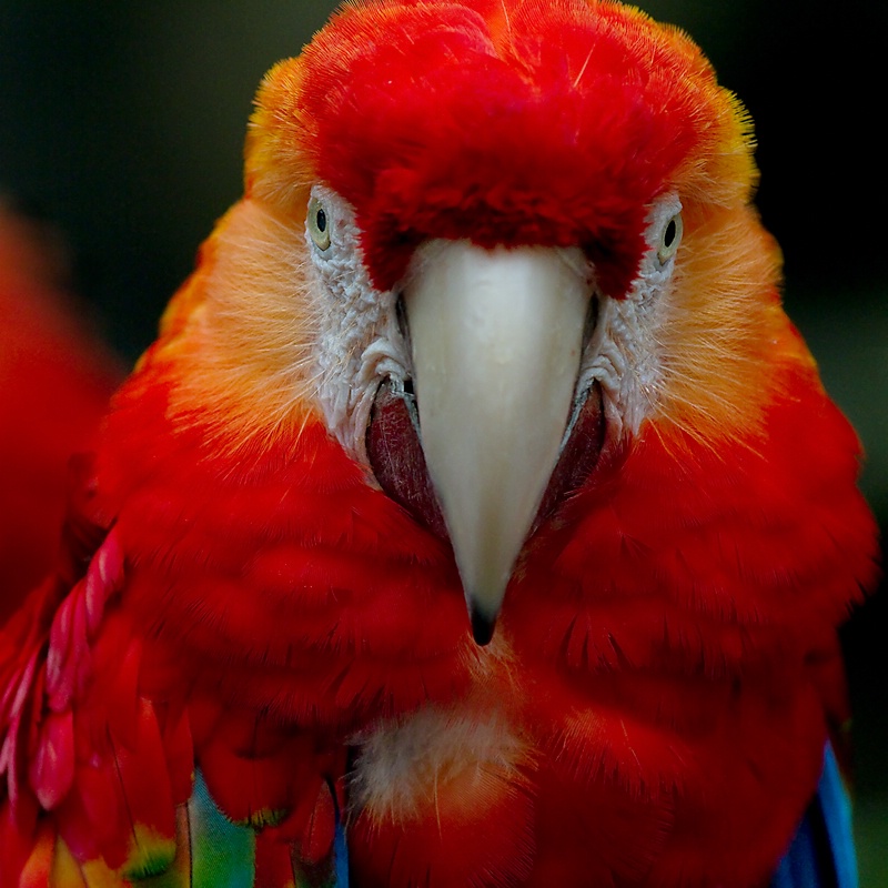 Parrot Portrait