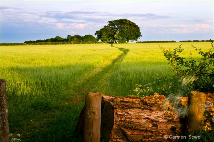 Footpath in Cotswolds