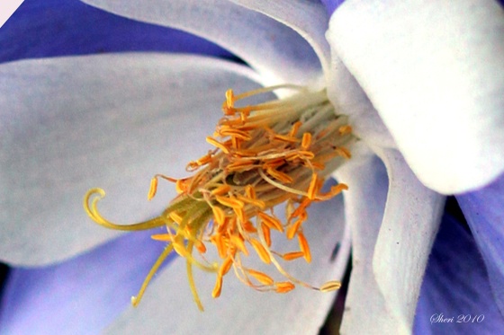 Colorado Wild Columbine