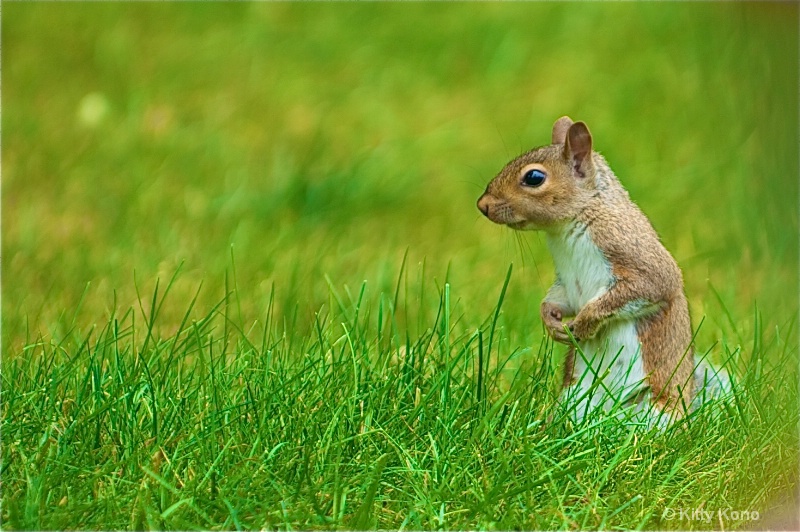 Little Squirrel in the Grass