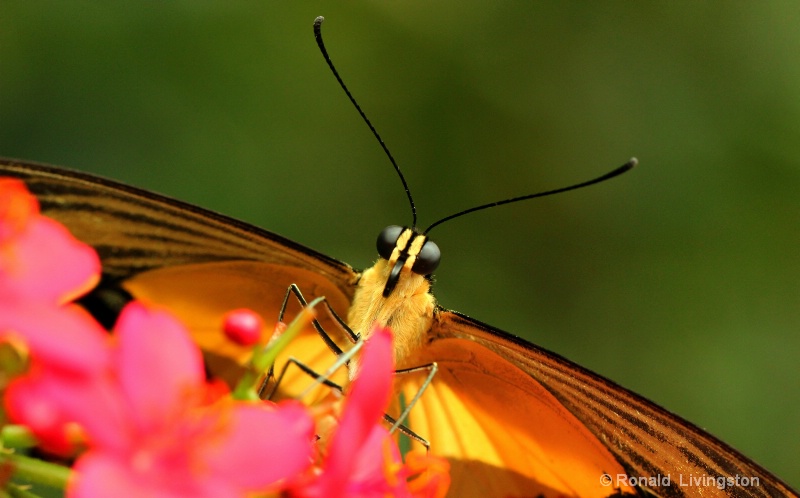 Frontal Butterfly