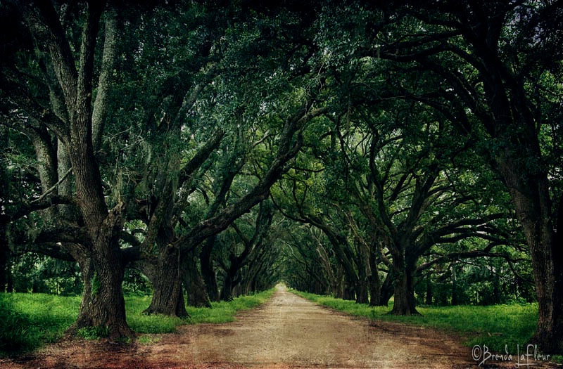 Oak Arch with Texture