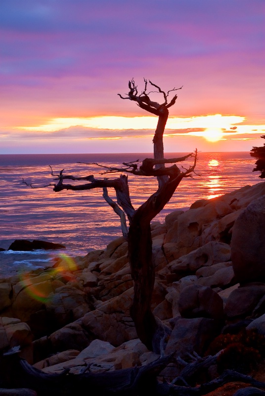 Ghost Tree Point at 17 Mile Drive