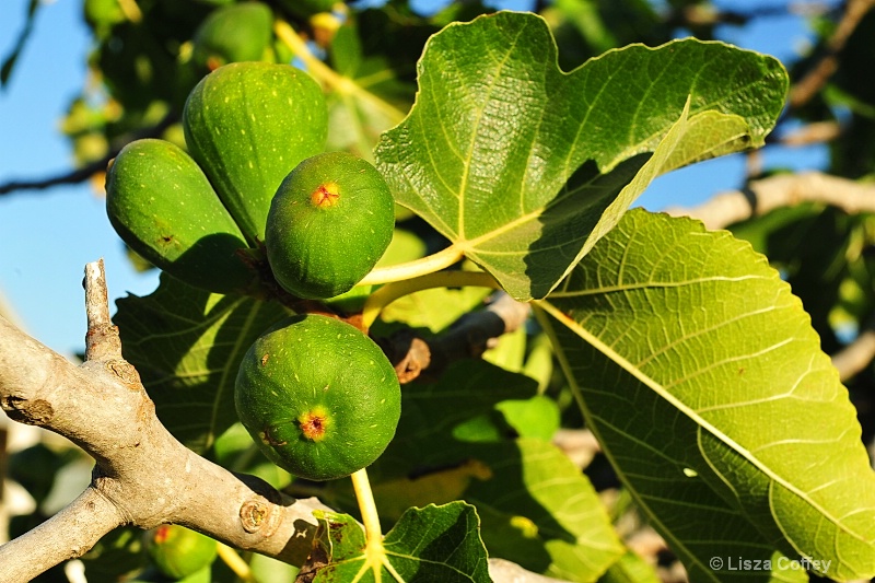 figs in the sunlight