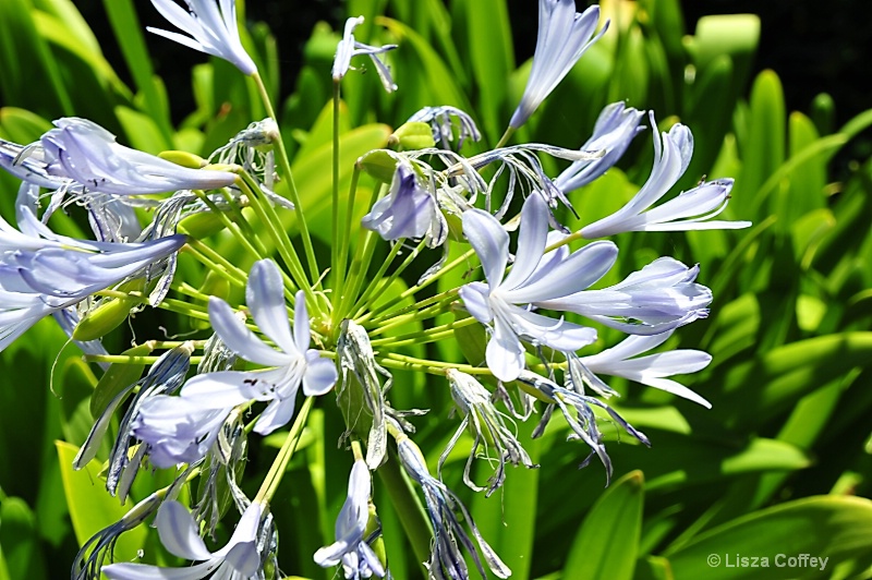 northwestern floral
