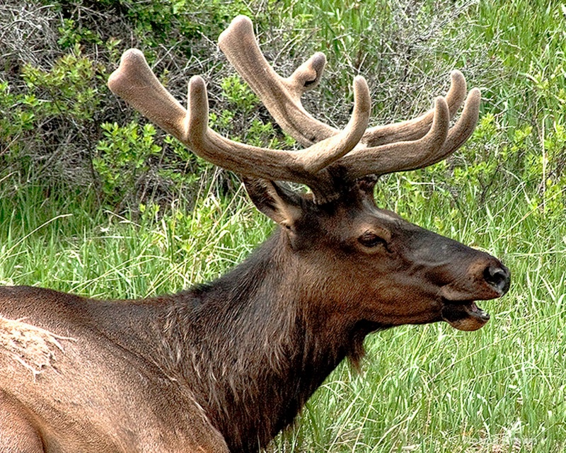 Canadian Bull Elk