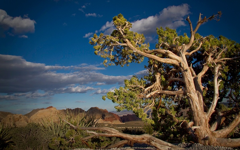 Old Cedar II