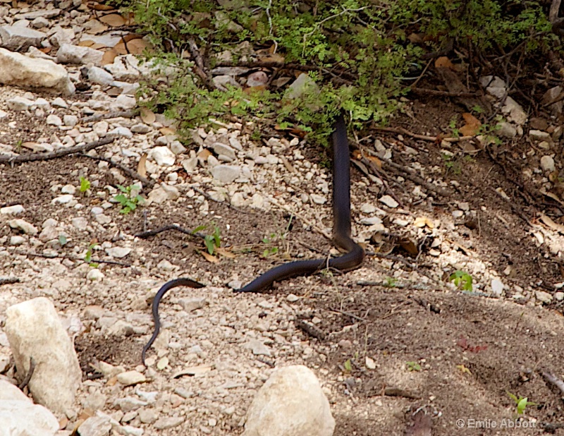 Black King Snake slithering away 