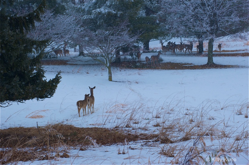 Deer in the Snow at Valley Forge 2010