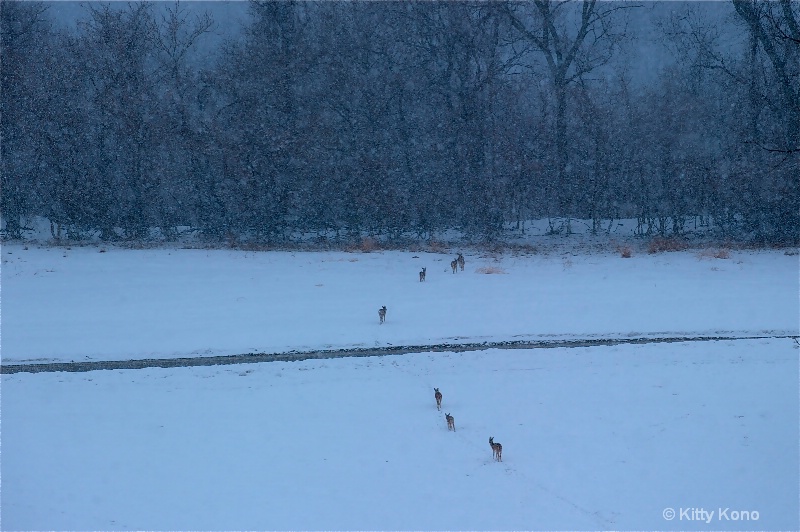 Deer Trekking at Valley Forge 2010