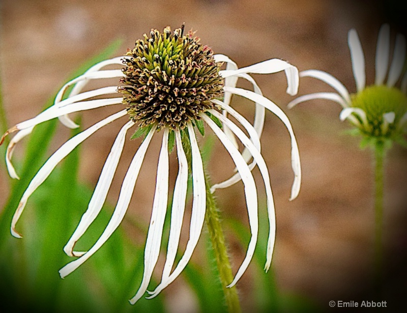 Purple Coneflower selective focus