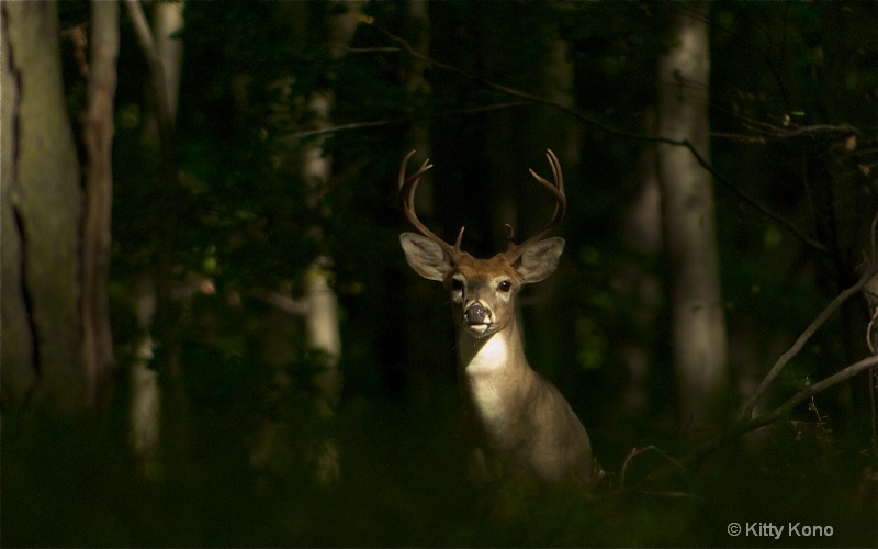 Buck in the Woods