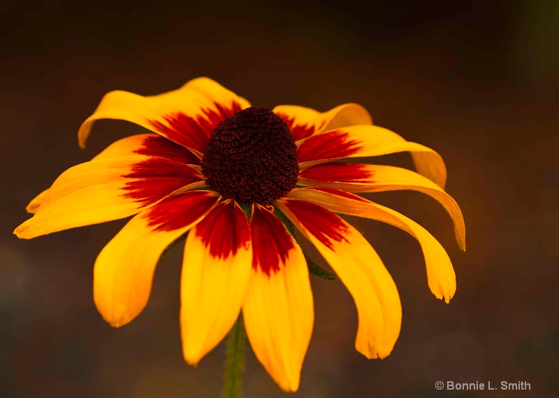 rudbeckia