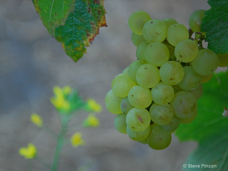 Grapes and mustard plant