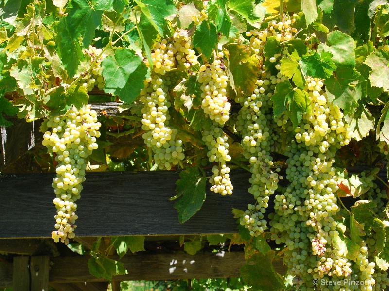 Squeeze for Sauv Blanc