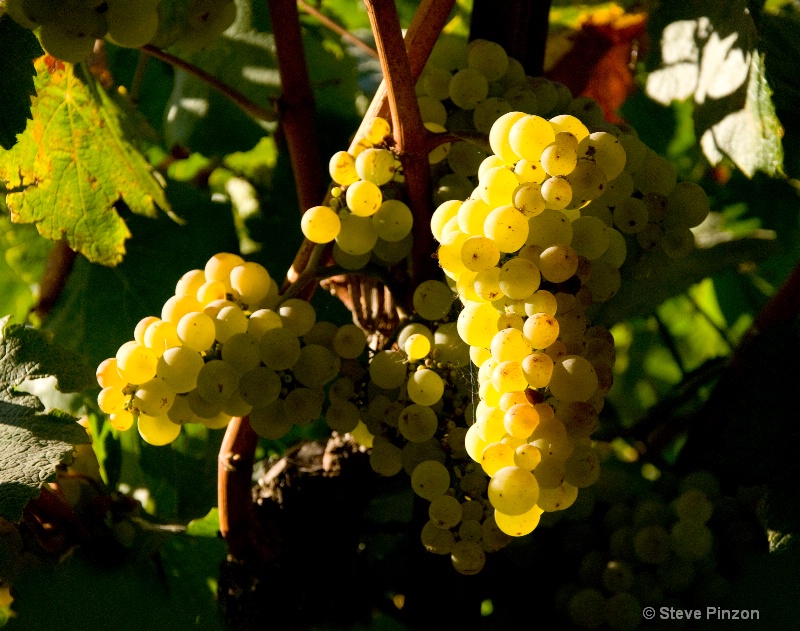 Ripe grapes at sunset