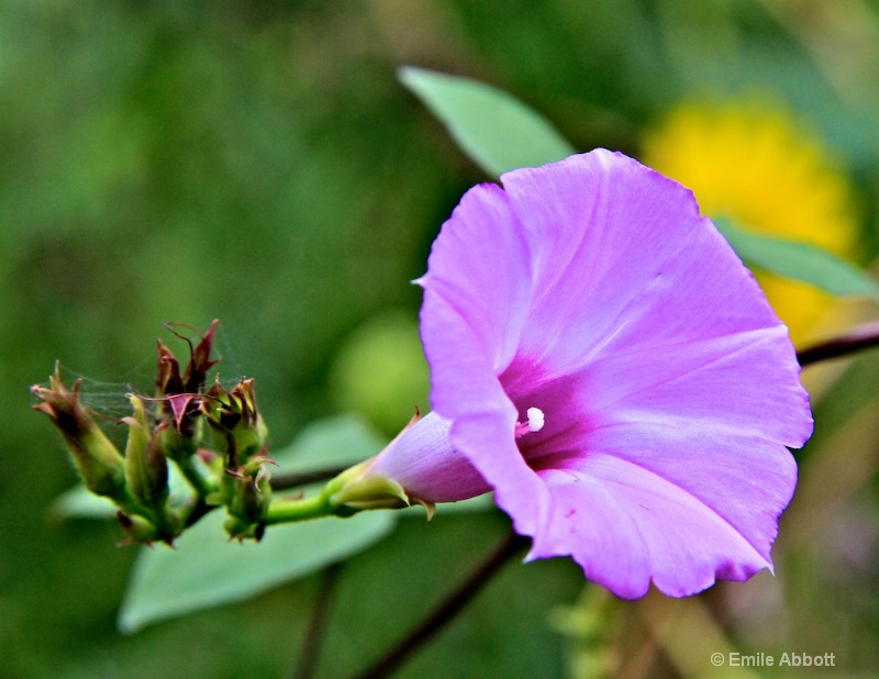 Ipomoea violacea