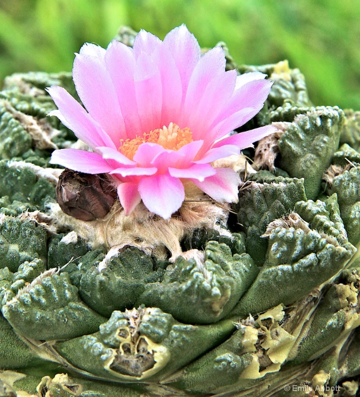 Ariocarpus retusus (A plant rarely seen)