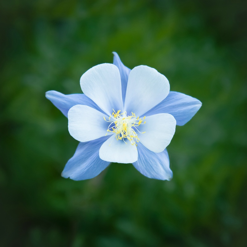 Columbine