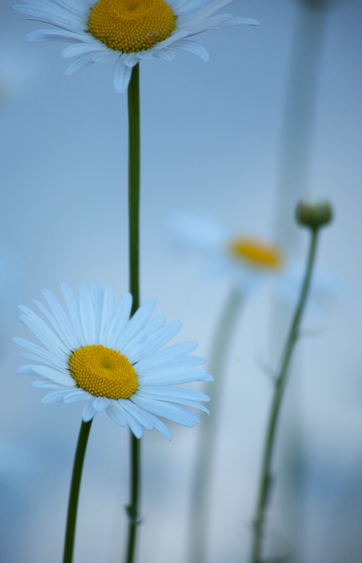 Wall Flower