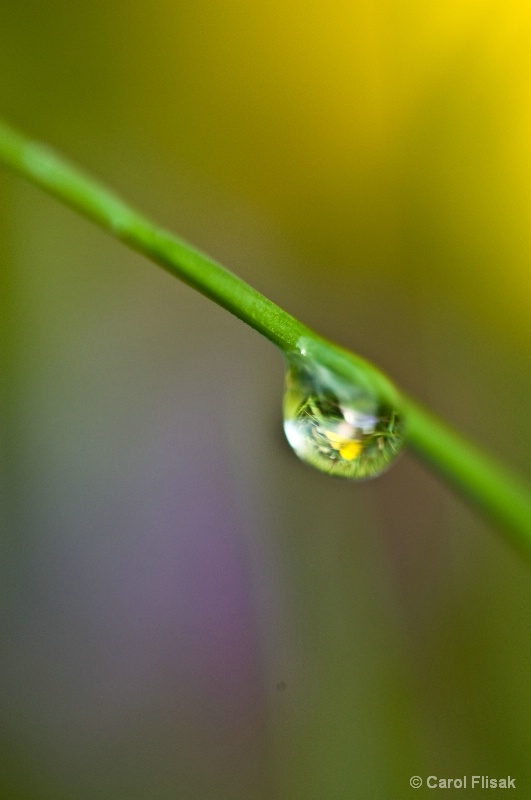 Morning Dew on a Blade of Grass