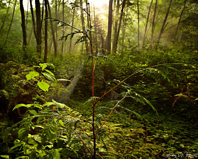 A Web in the Woods