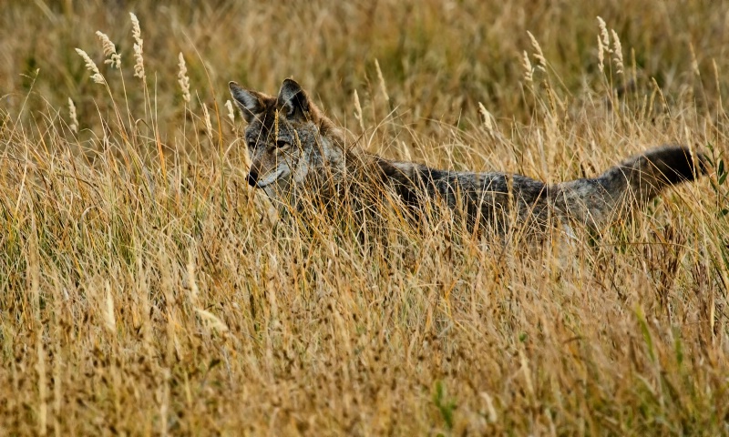 Hunting Coyote 