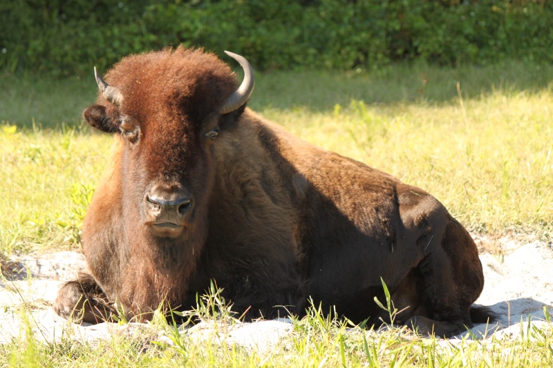 buffalo in the sun