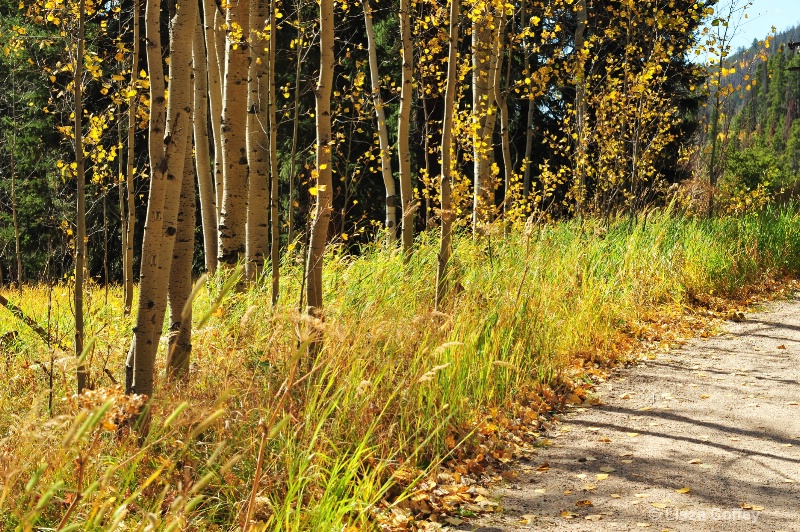 aspen path