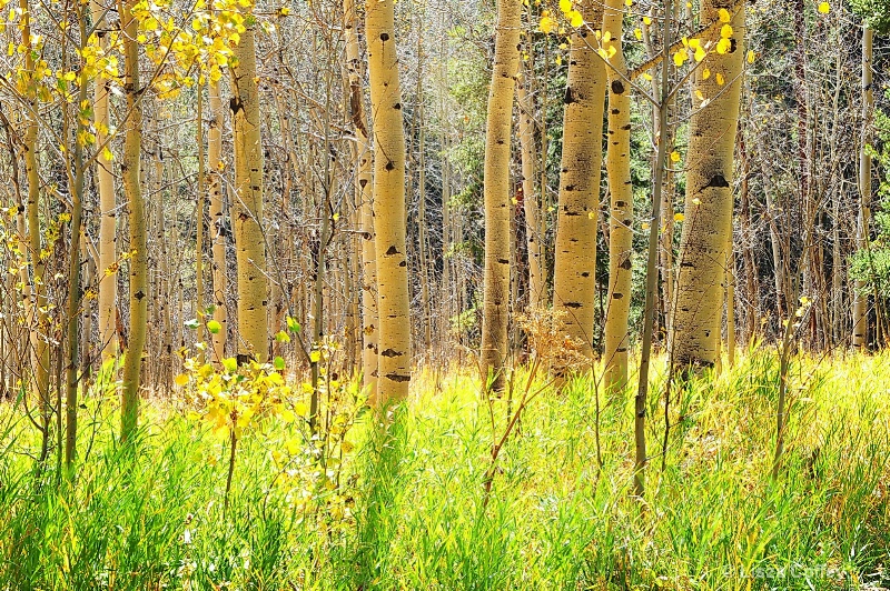 birch trees