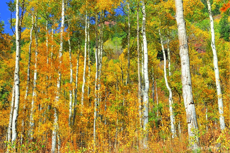 maroon bell aspens 