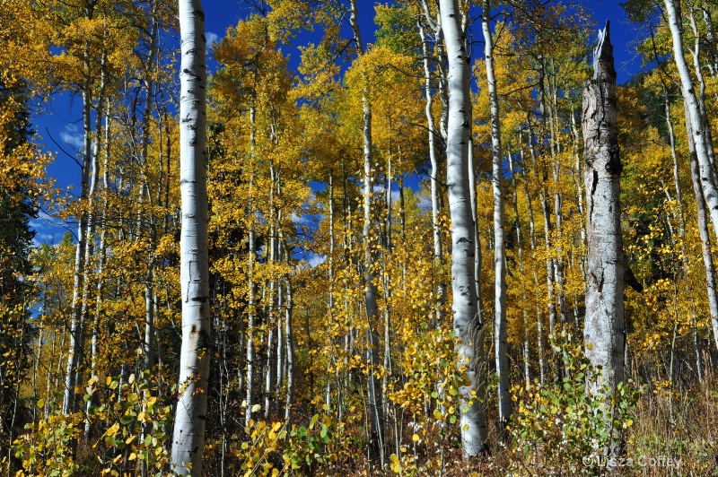 fall morning