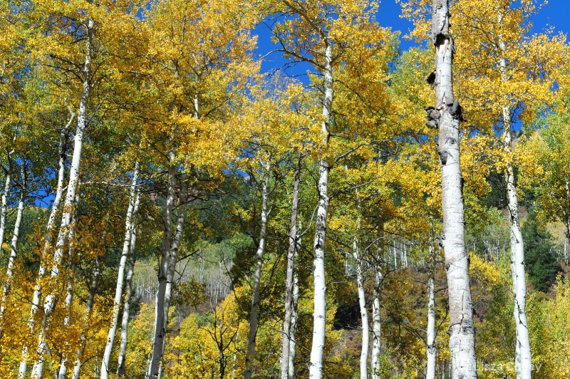 fall splendor