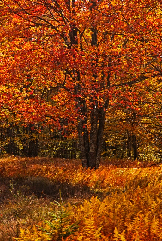 Glowing Tree