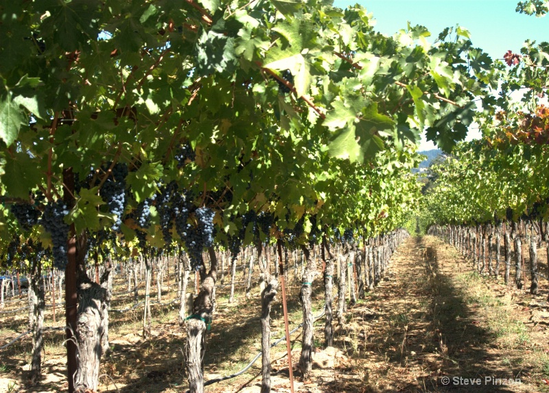 Healthy vineyard awaiting harvest a few weeks away