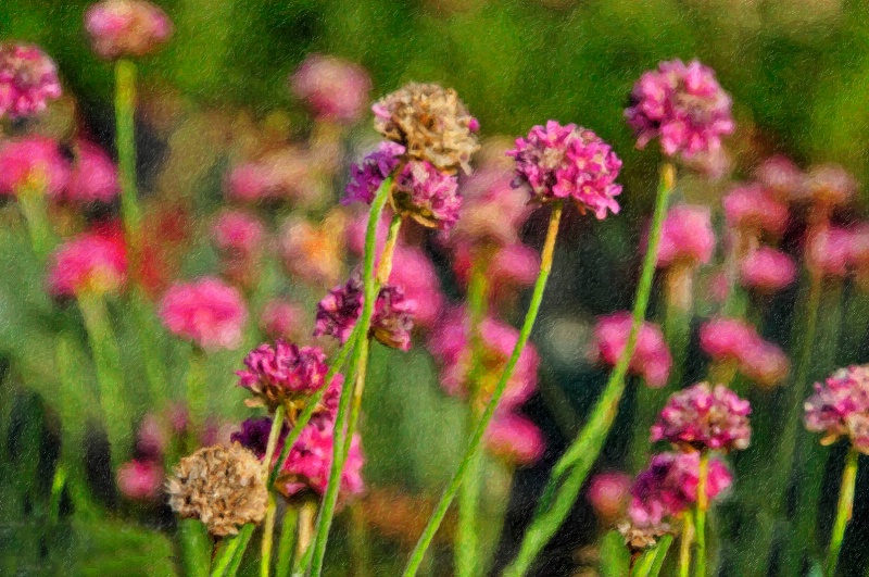 Impasto Flowers