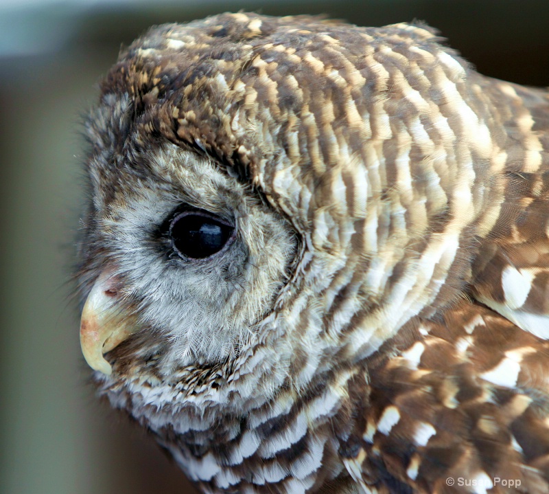 Barred Owl profile