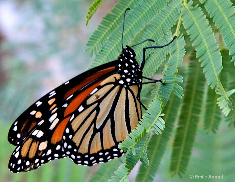 Monarch Migration to Mexico