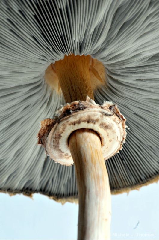 The Mushroom !