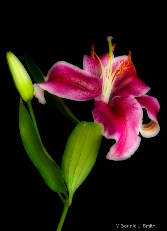 giant lilly