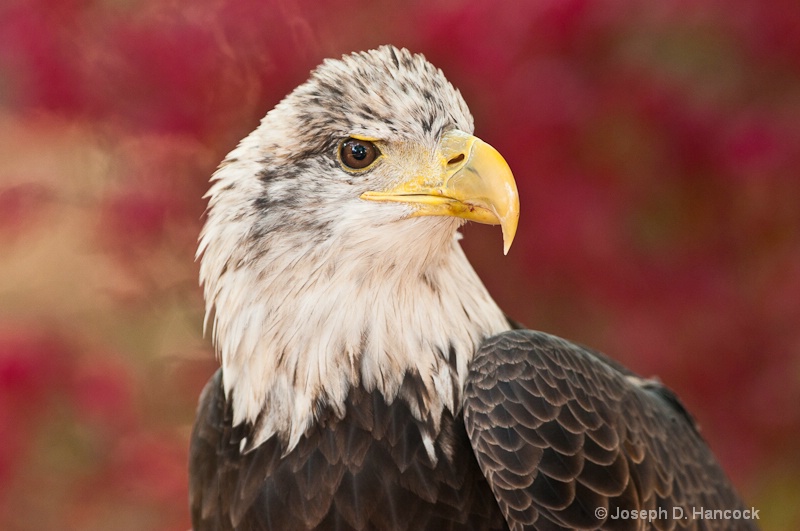 d300 11873 Adler
