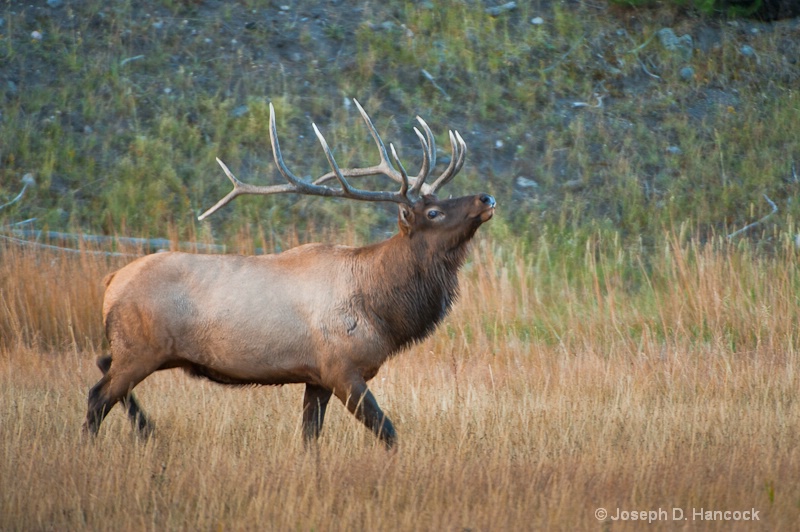 d700 0802 Bull Elk 1