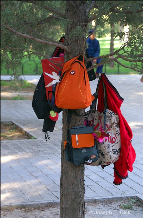 temple park bags on tree poster 